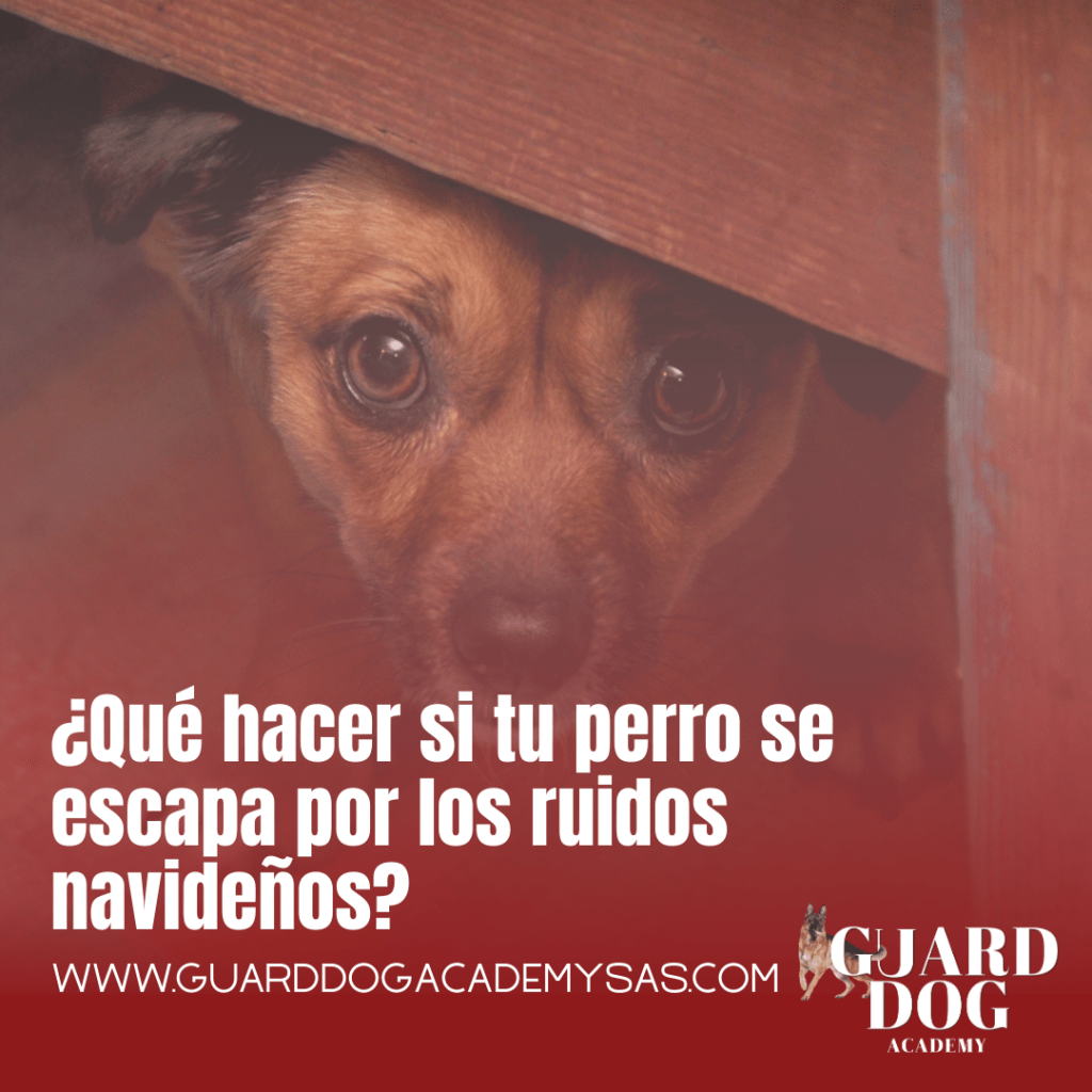 ¿Qué hacer si tu perro se escapa por los ruidos&nbsp;navideños?