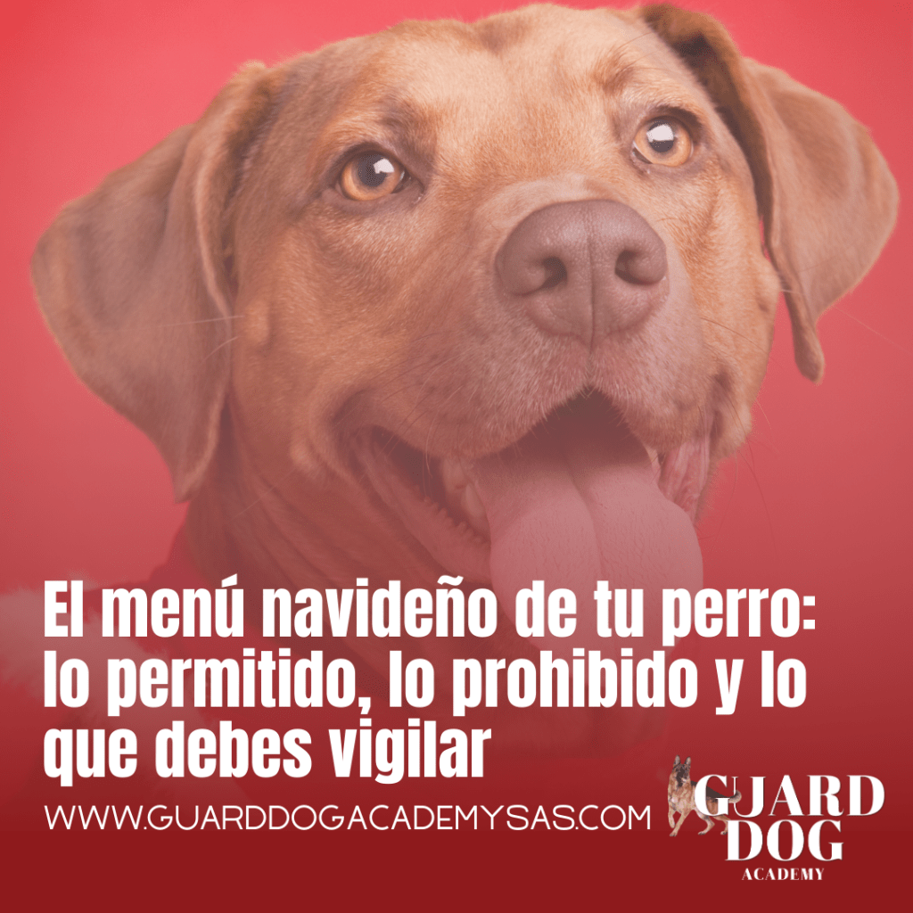 El menú navideño de tu perro: lo permitido, lo prohibido y lo que debes&nbsp;vigilar