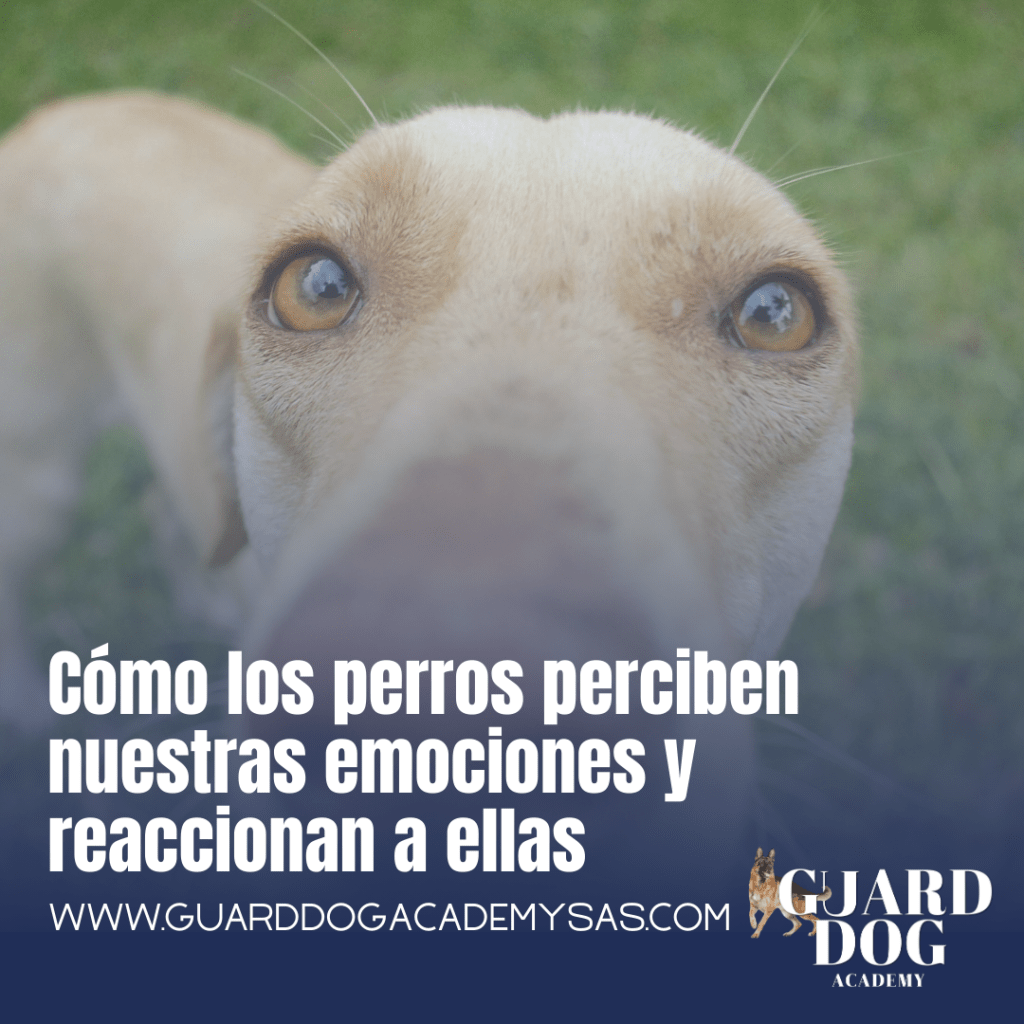 Cómo los perros perciben nuestras emociones y reaccionan a ellas