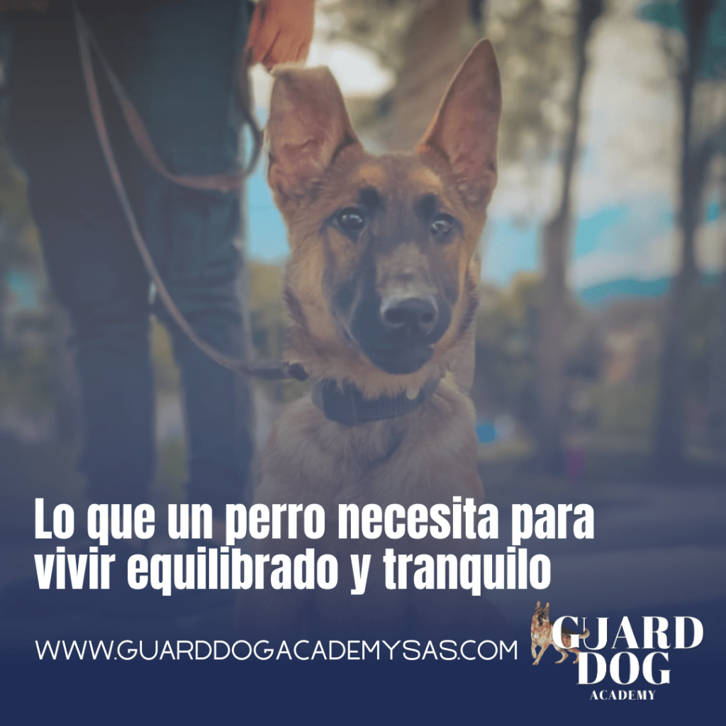 Lo que un perro necesita para vivir equilibrado y tranquilo