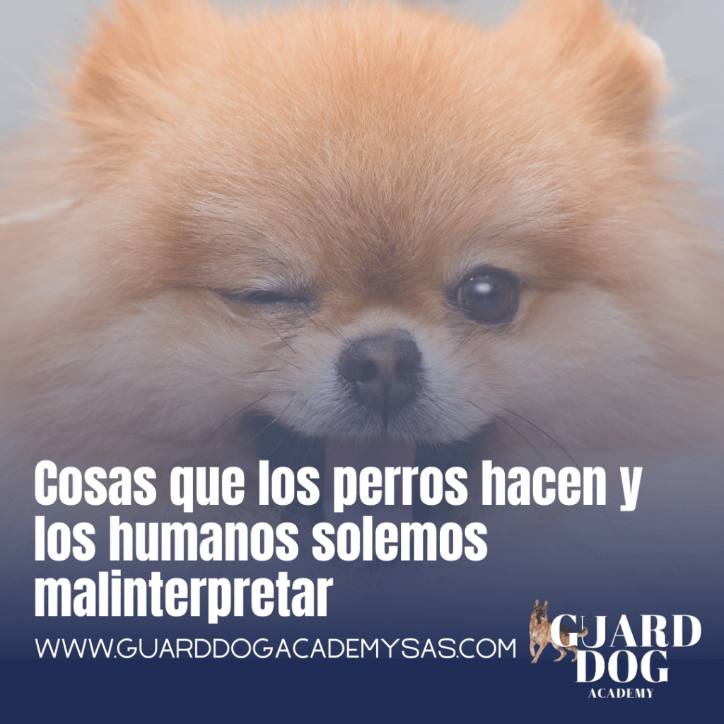 Cosas que los perros hacen y los humanos solemos&nbsp;malinterpretar