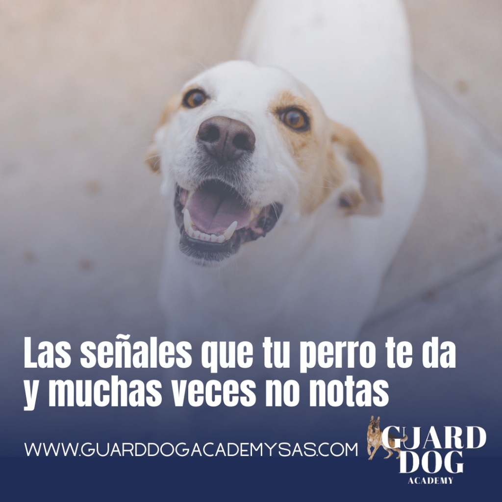 Las señales que tu perro te da y muchas veces no&nbsp;notas