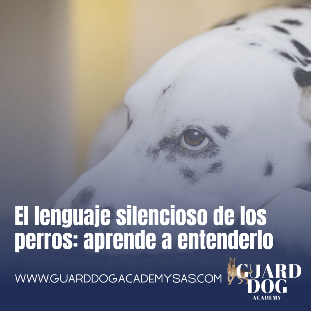 El lenguaje silencioso de los perros: aprende a&nbsp;entenderlo