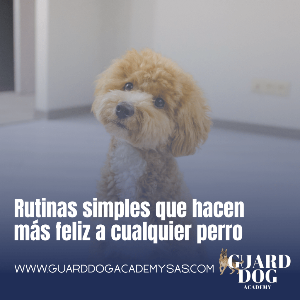 Rutinas simples que hacen más feliz a cualquier&nbsp;perro