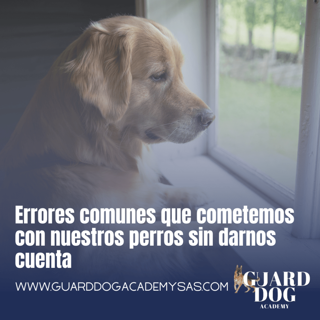 Errores comunes que cometemos con nuestros perros sin darnos&nbsp;cuenta