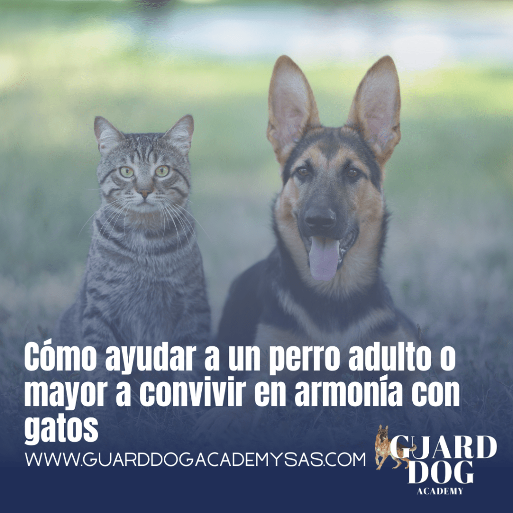 Cómo ayudar a un perro adulto o mayor a convivir en armonía con gatos