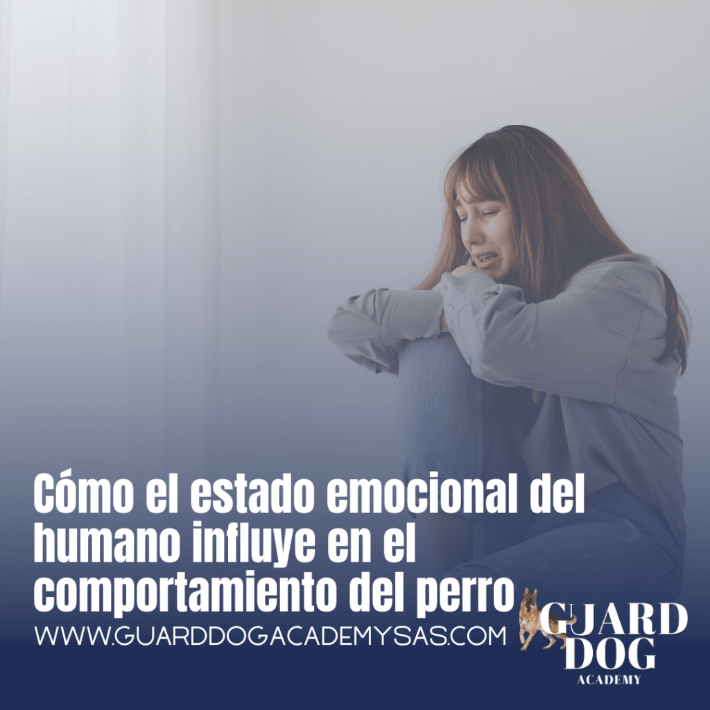 Cómo el estado emocional del humano influye en el comportamiento del perro