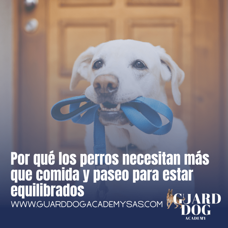 Por qué los perros necesitan más que comida y paseo para estar&nbsp;equilibrados