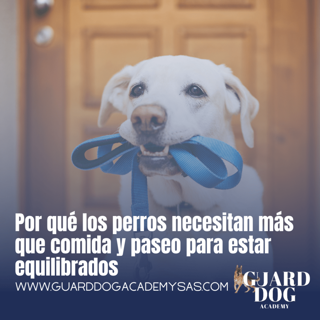 Por qué los perros necesitan más que comida y paseo para estar equilibrados