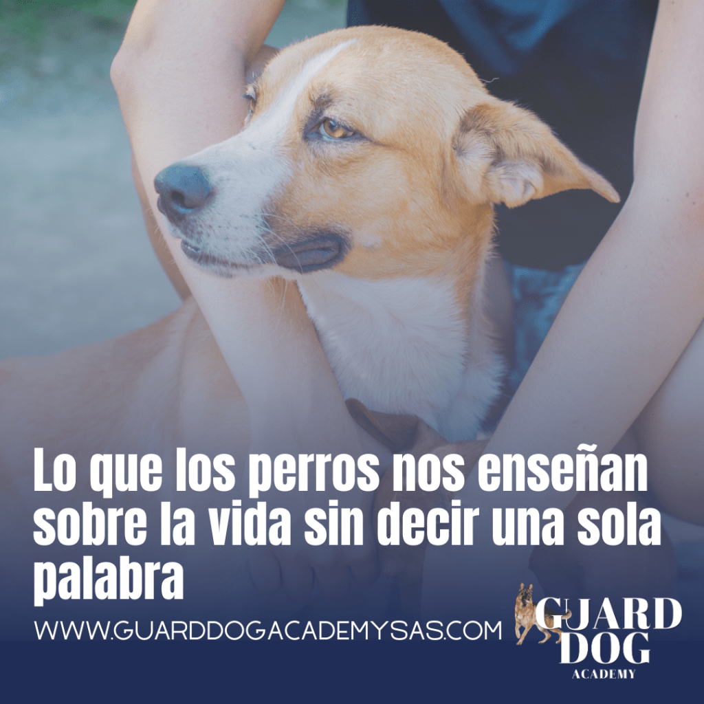 Lo que los perros nos enseñan sobre la vida sin decir una sola palabra