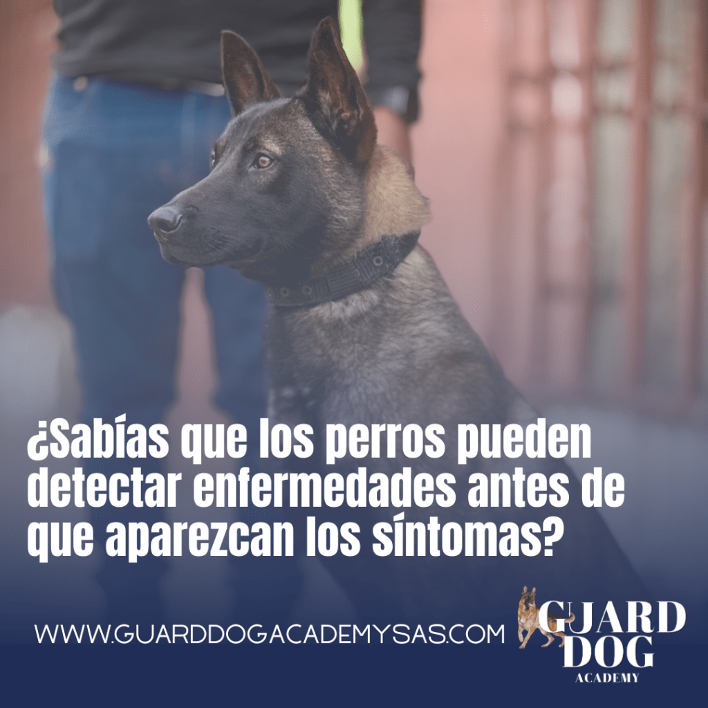 ¿Sabías que los perros pueden detectar enfermedades antes de que aparezcan los síntomas?