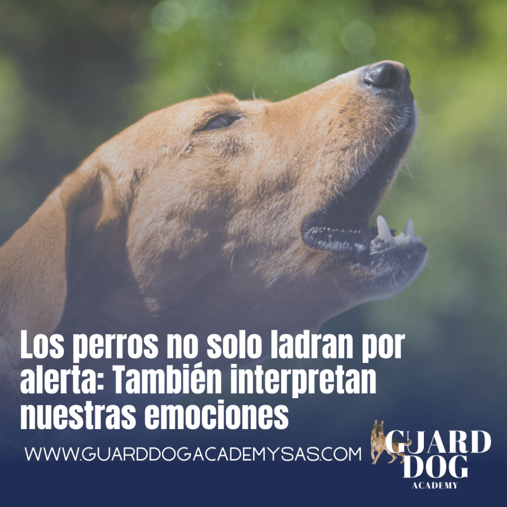 Los perros no solo ladran por alerta: También interpretan nuestras&nbsp;emociones