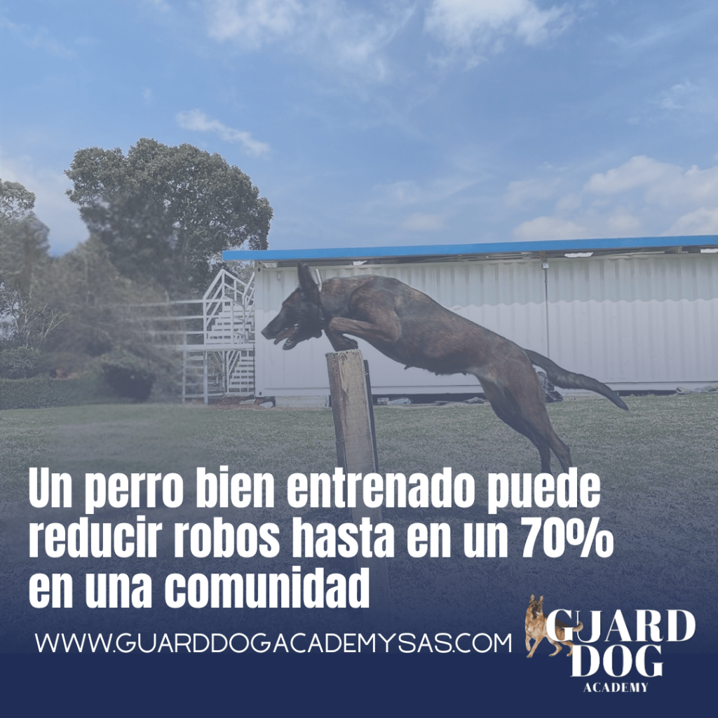 Un perro bien entrenado puede reducir robos hasta en un 70% en una&nbsp;comunidad