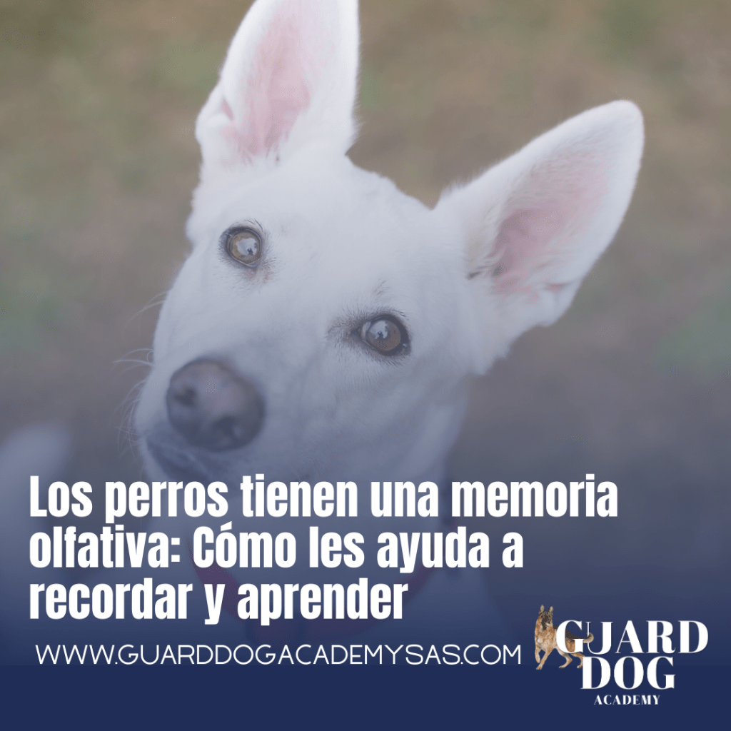 Los perros tienen una memoria olfativa: cómo les ayuda a recordar y&nbsp;aprender