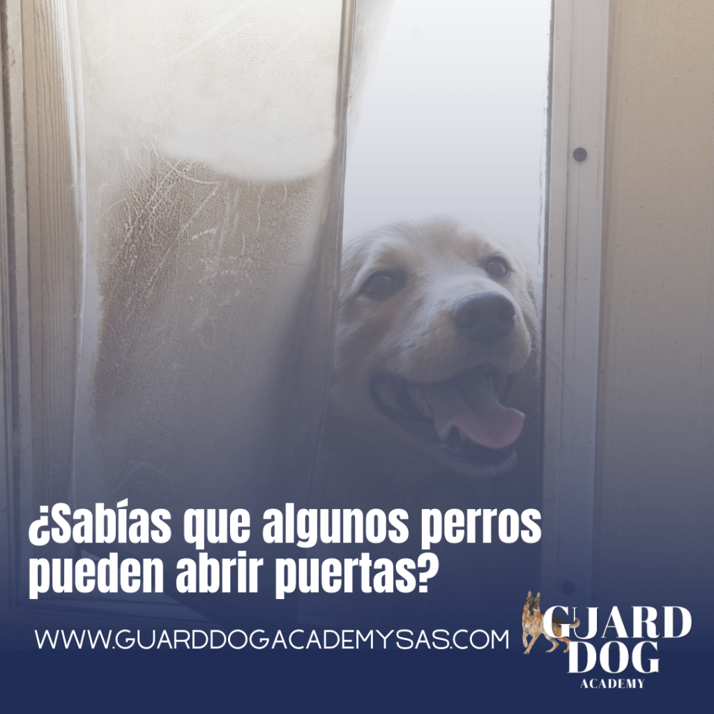 ¿Sabías que algunos perros pueden abrir&nbsp;puertas?