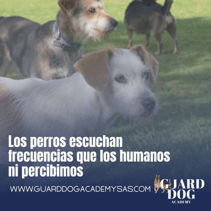 Los perros escuchan frecuencias que los humanos ni&nbsp;percibimos