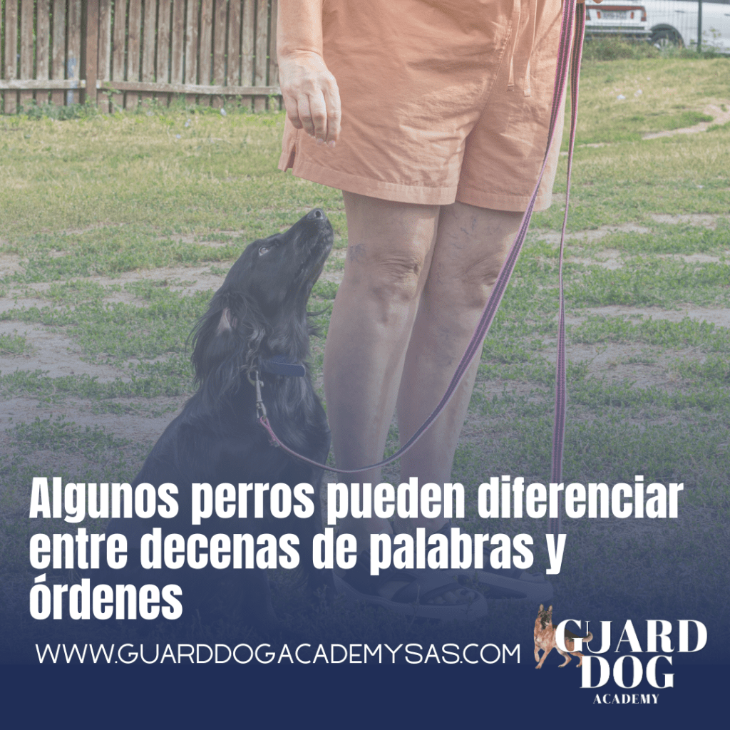 Algunos perros pueden diferenciar entre decenas de palabras y&nbsp;órdenes