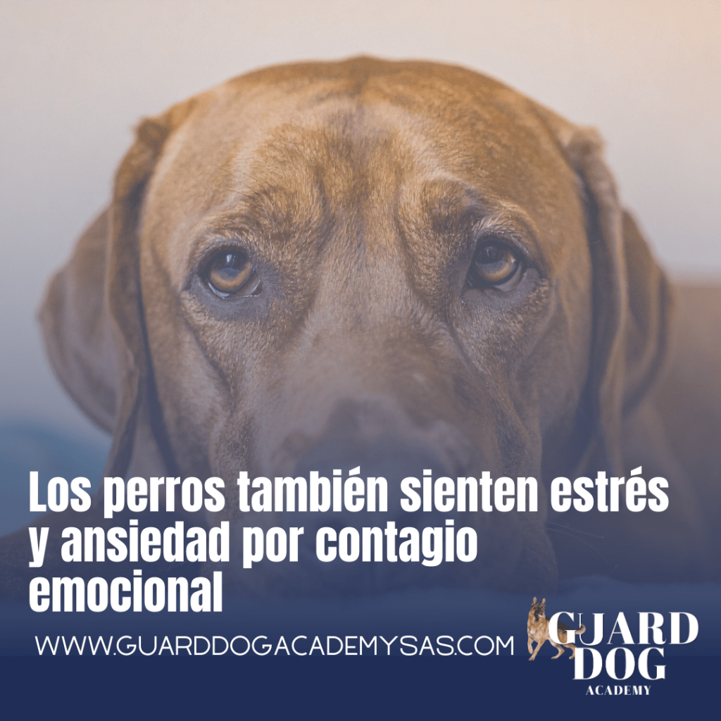 Los perros también sienten estrés y ansiedad por contagio&nbsp;emocional