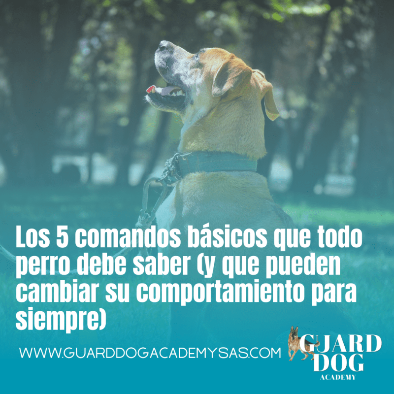 Los 5 comandos básicos que todo perro debe saber (y que pueden cambiar su comportamiento para&nbsp;siempre)