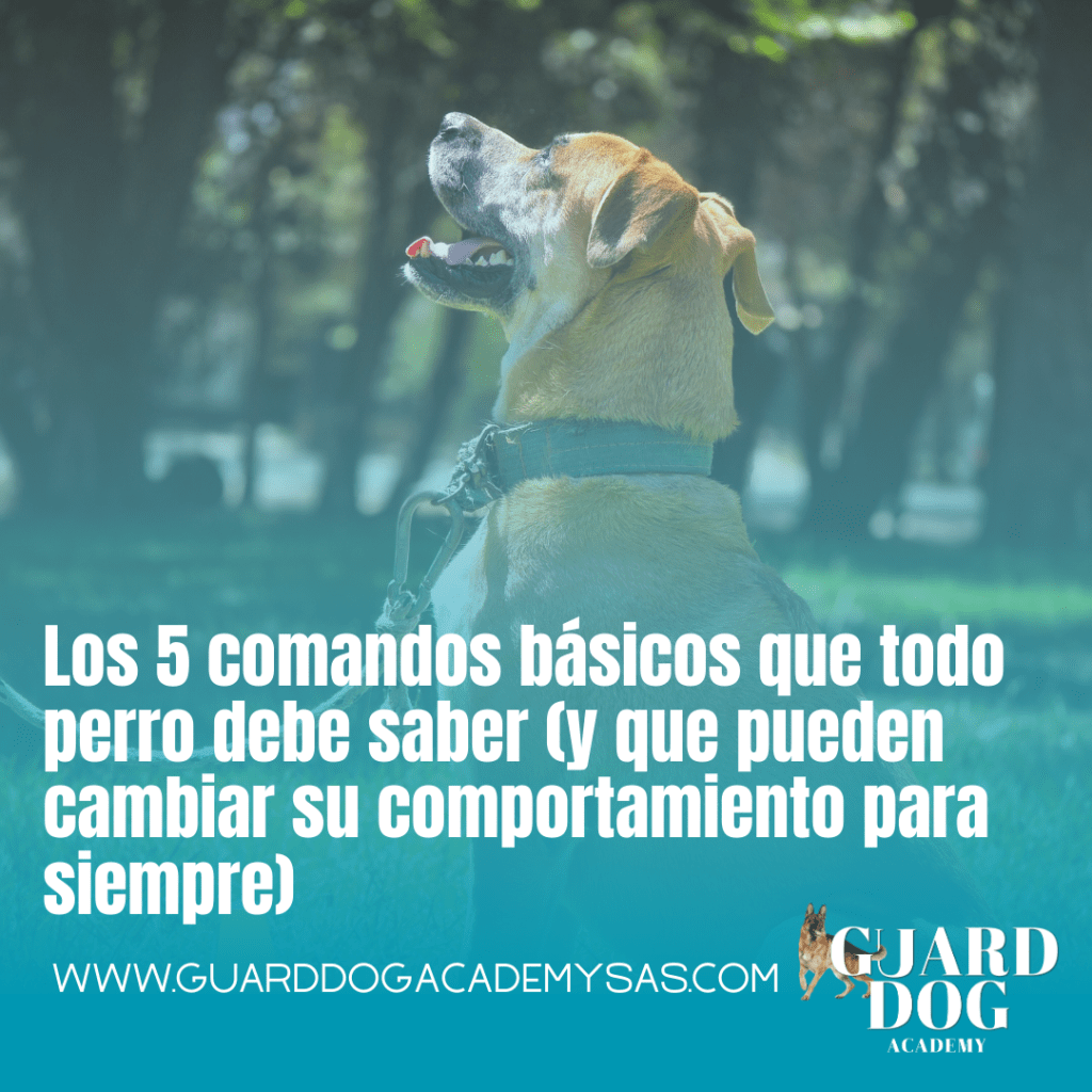 Los 5 comandos básicos que todo perro debe saber (y que pueden cambiar su comportamiento para&nbsp;siempre)