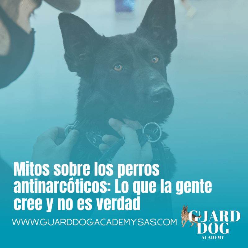 Mitos sobre los perros antinarcóticos: lo que la gente cree y no es&nbsp;verdad
