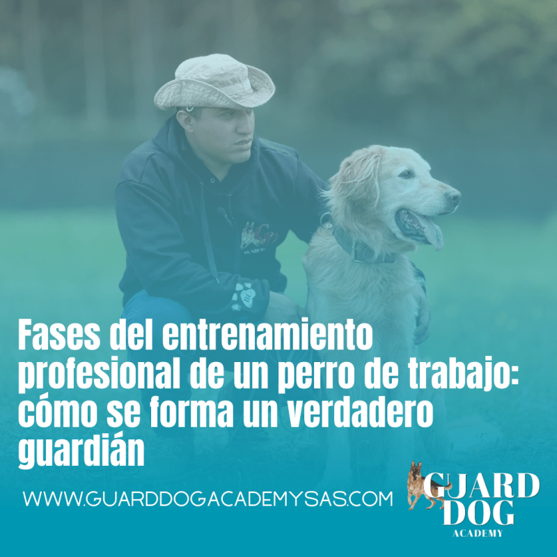 Fases del entrenamiento profesional de un perro de trabajo: Cómo se forma un verdadero&nbsp;guardián