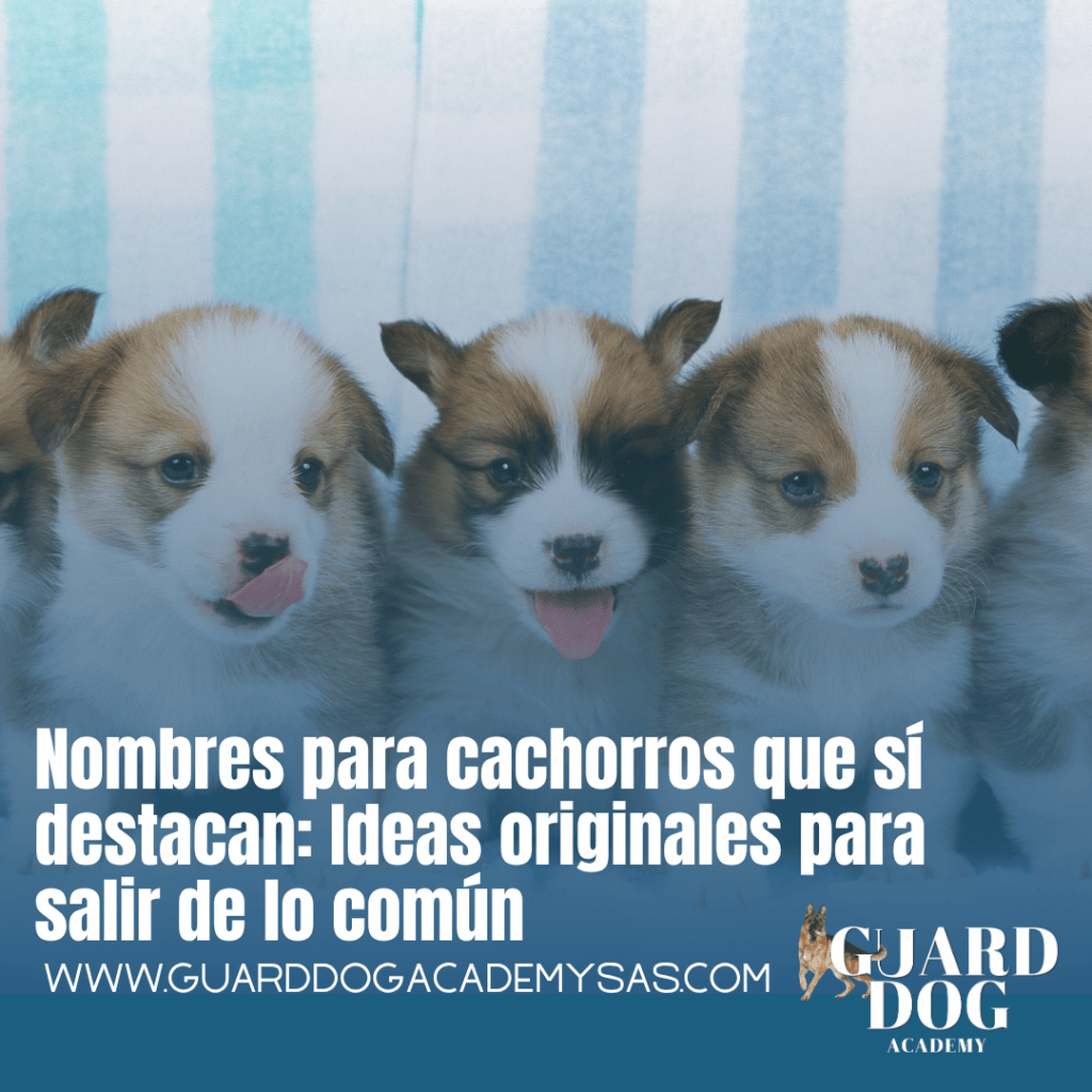 Nombres para cachorros que sí destacan: Ideas originales para salir de lo&nbsp;común