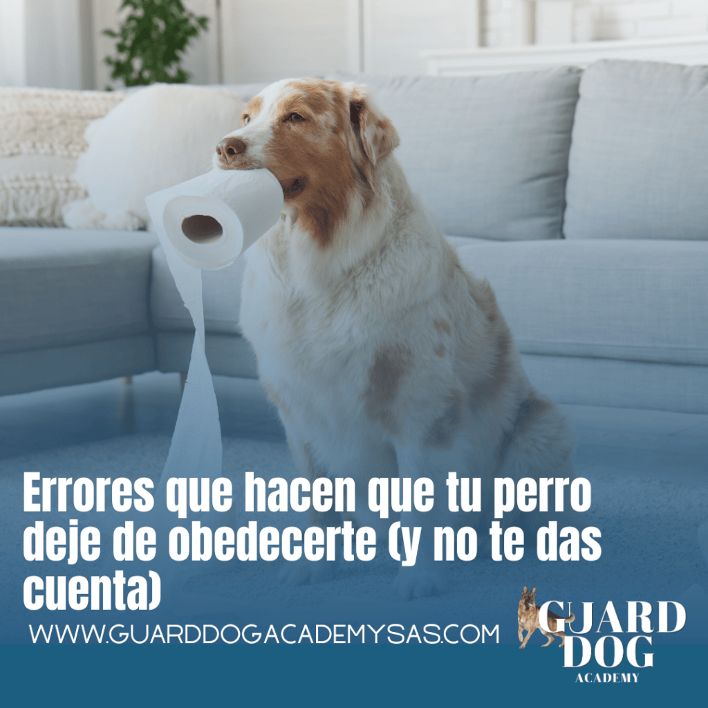 Errores que hacen que tu perro deje de obedecerte (y no te das&nbsp;cuenta)