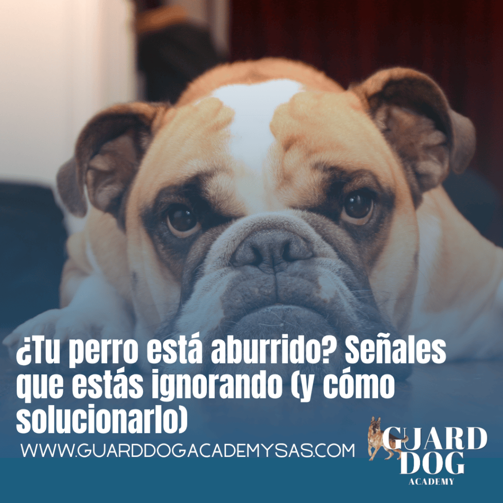 ¿Tu perro está aburrido? Señales que estás ignorando (y cómo&nbsp;solucionarlo)