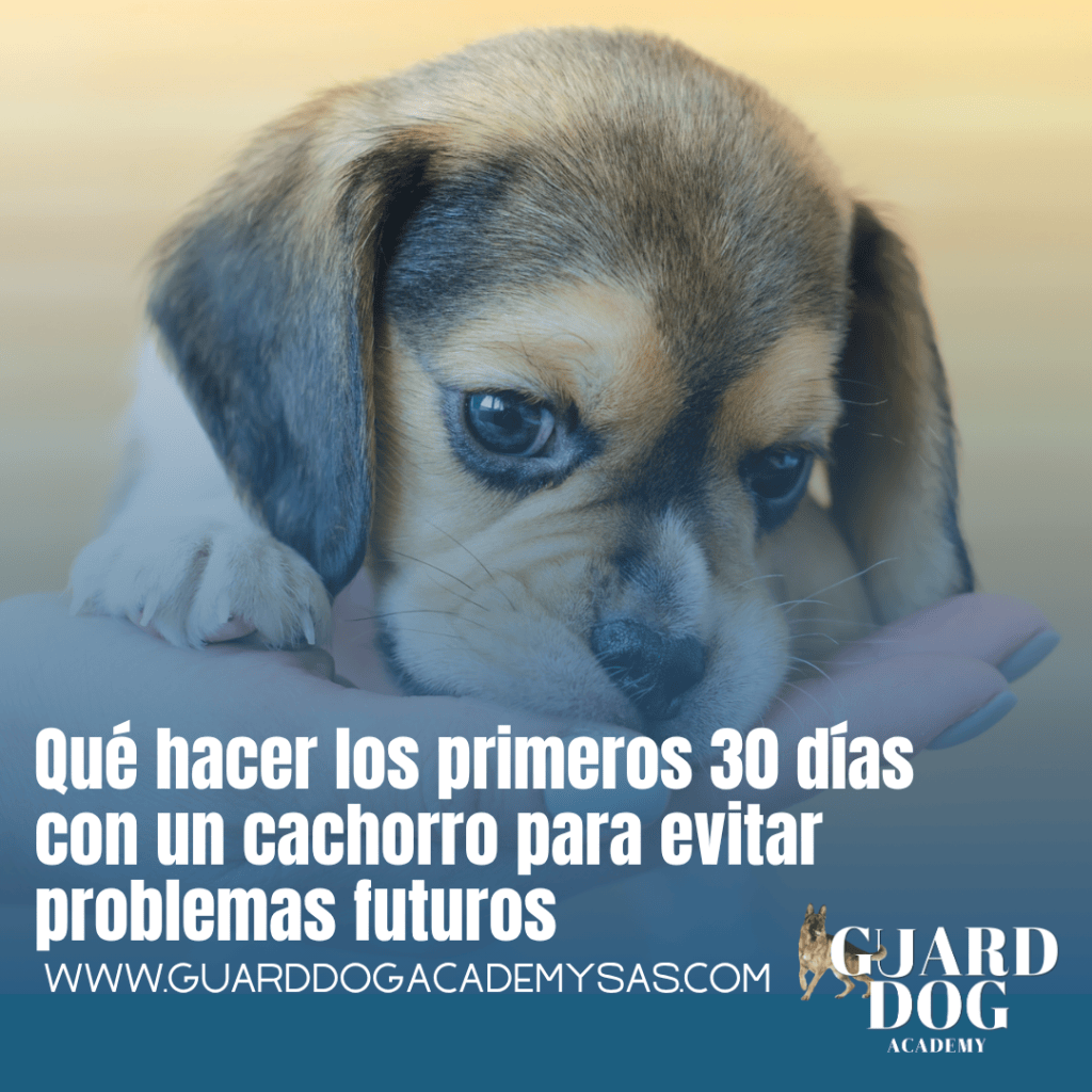 Qué hacer los primeros 30 días con un cachorro para evitar problemas&nbsp;futuros