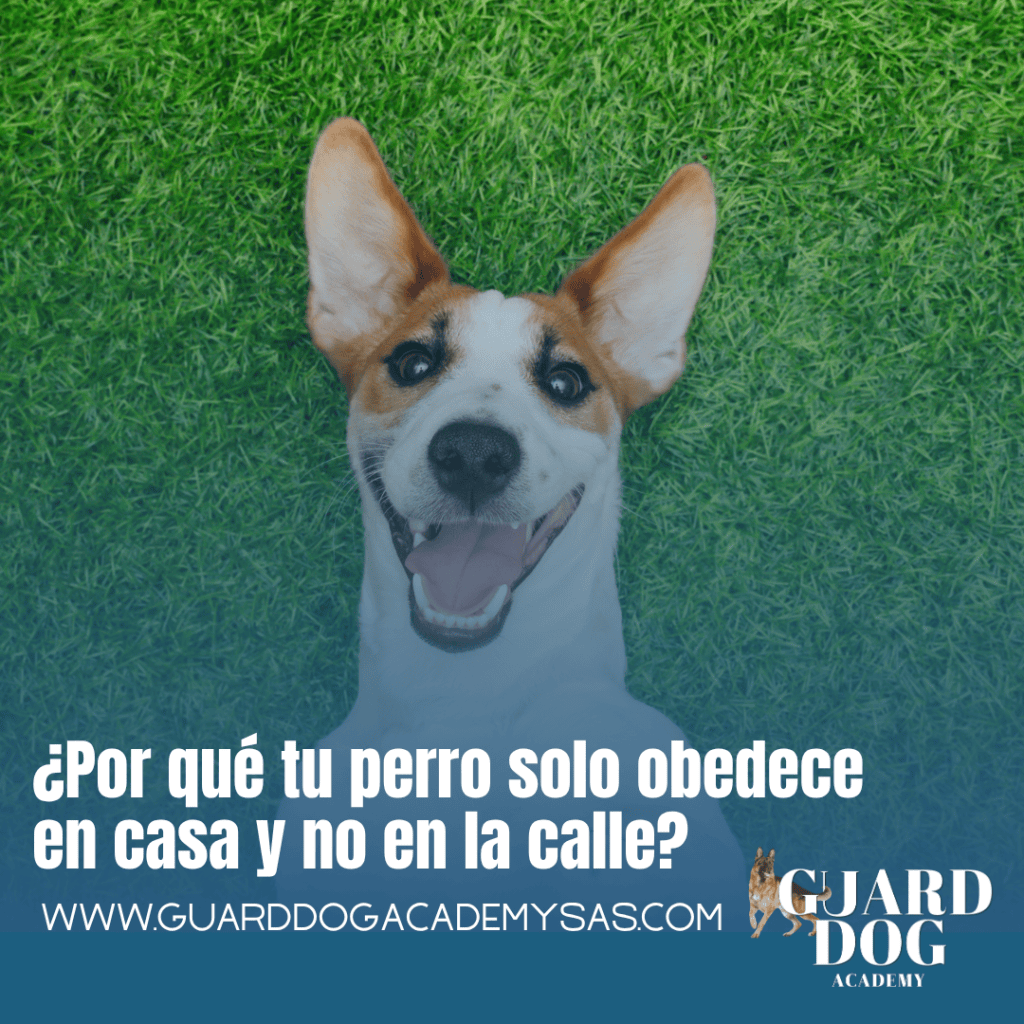 ¿Por qué tu perro solo obedece en casa y no en la&nbsp;calle?