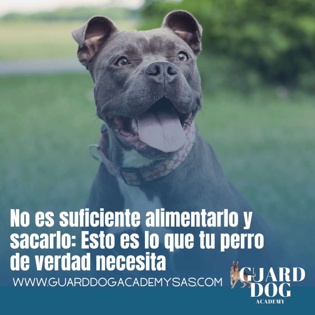 No es suficiente alimentarlo y sacarlo: Esto es lo que tu perro de verdad&nbsp;necesita