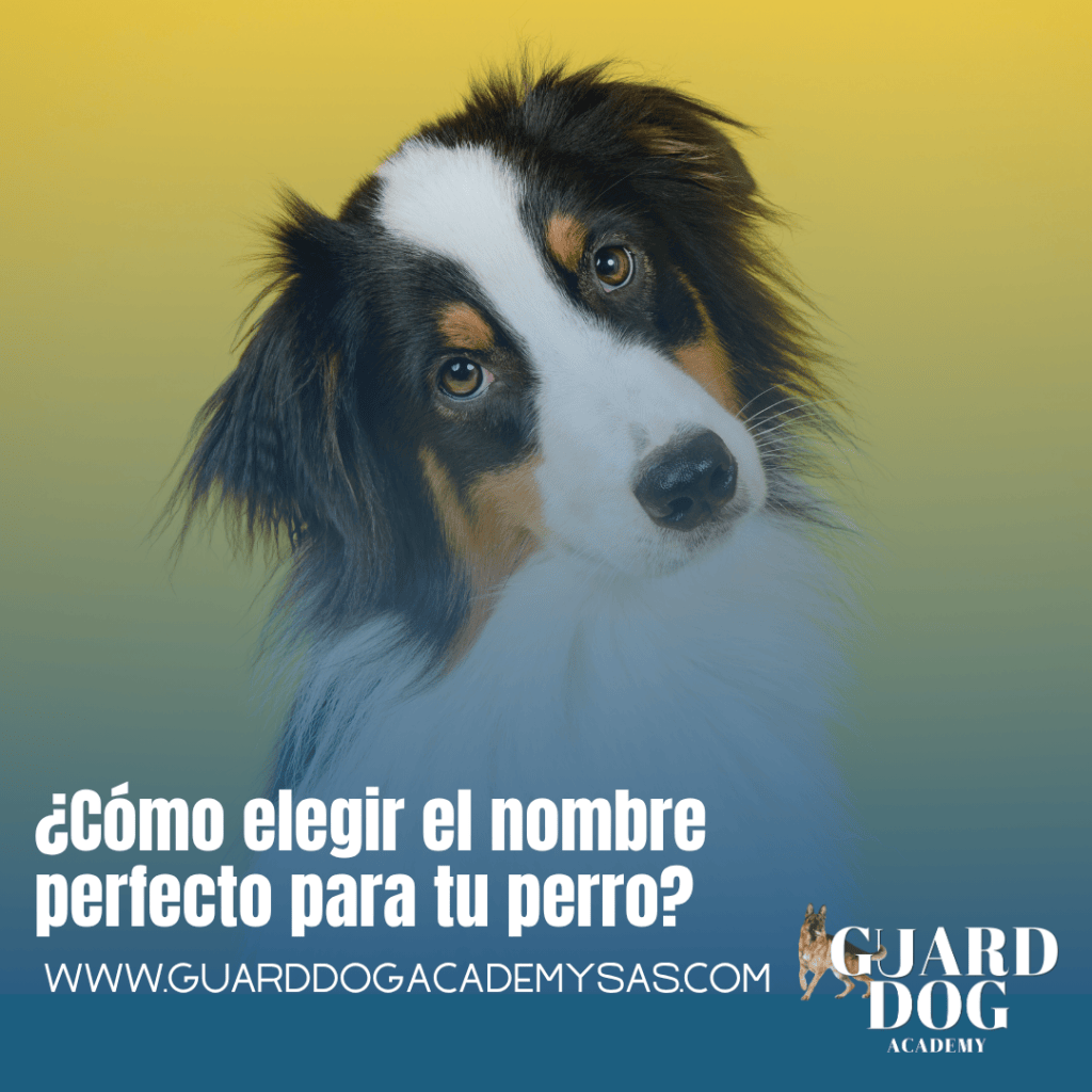 ¿Cómo elegir el nombre perfecto para tu&nbsp;perro?