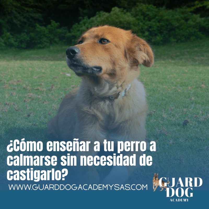 ¿Cómo enseñar a tu perro a calmarse sin necesidad de&nbsp;castigarlo?