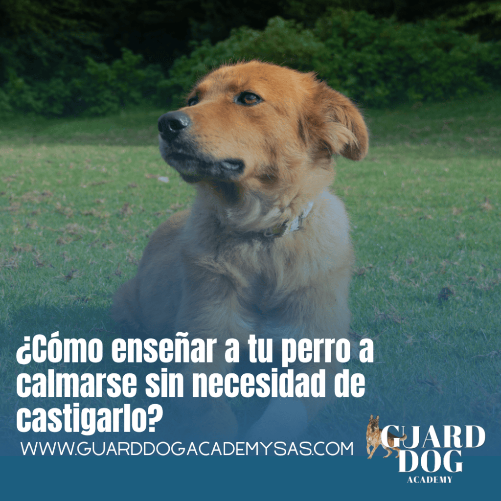 ¿Cómo enseñar a tu perro a calmarse sin necesidad de&nbsp;castigarlo?