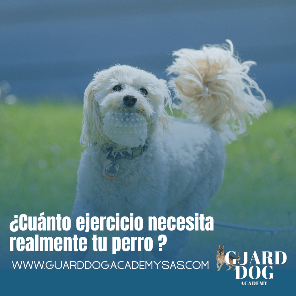 ¿Cuánto ejercicio necesita realmente tu perro&nbsp;?