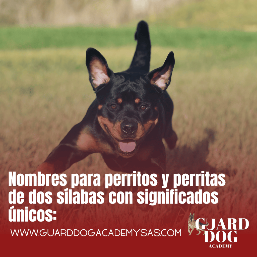 Nombres para perritos y perritas de dos sílabas con significados únicos: encuentra el nombre perfecto para tu&nbsp;compañero