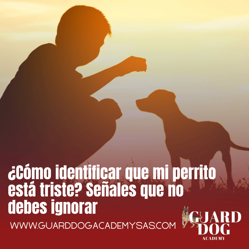 ¿Cómo identificar que mi perrito está triste? Señales que no debes&nbsp;ignorar