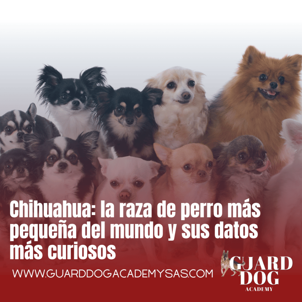 Chihuahua: la raza de perro más pequeña del mundo y sus datos más&nbsp;curiosos