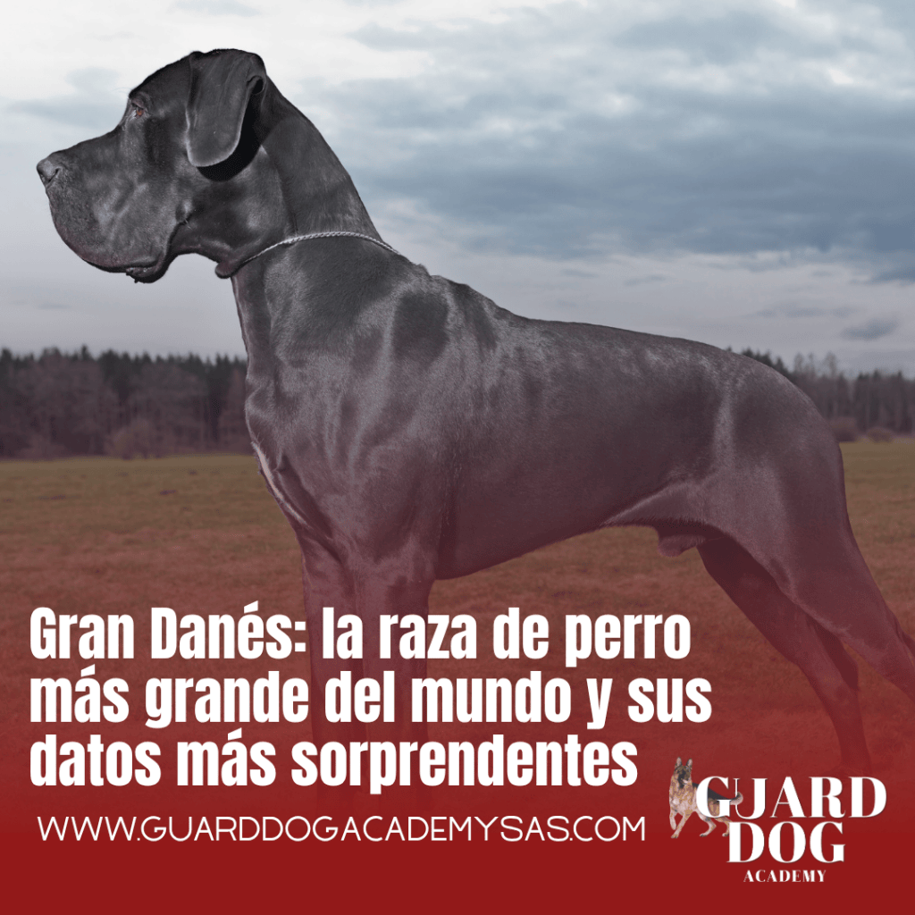 Gran Danés: la raza de perro más grande del mundo y sus datos más&nbsp;sorprendentes