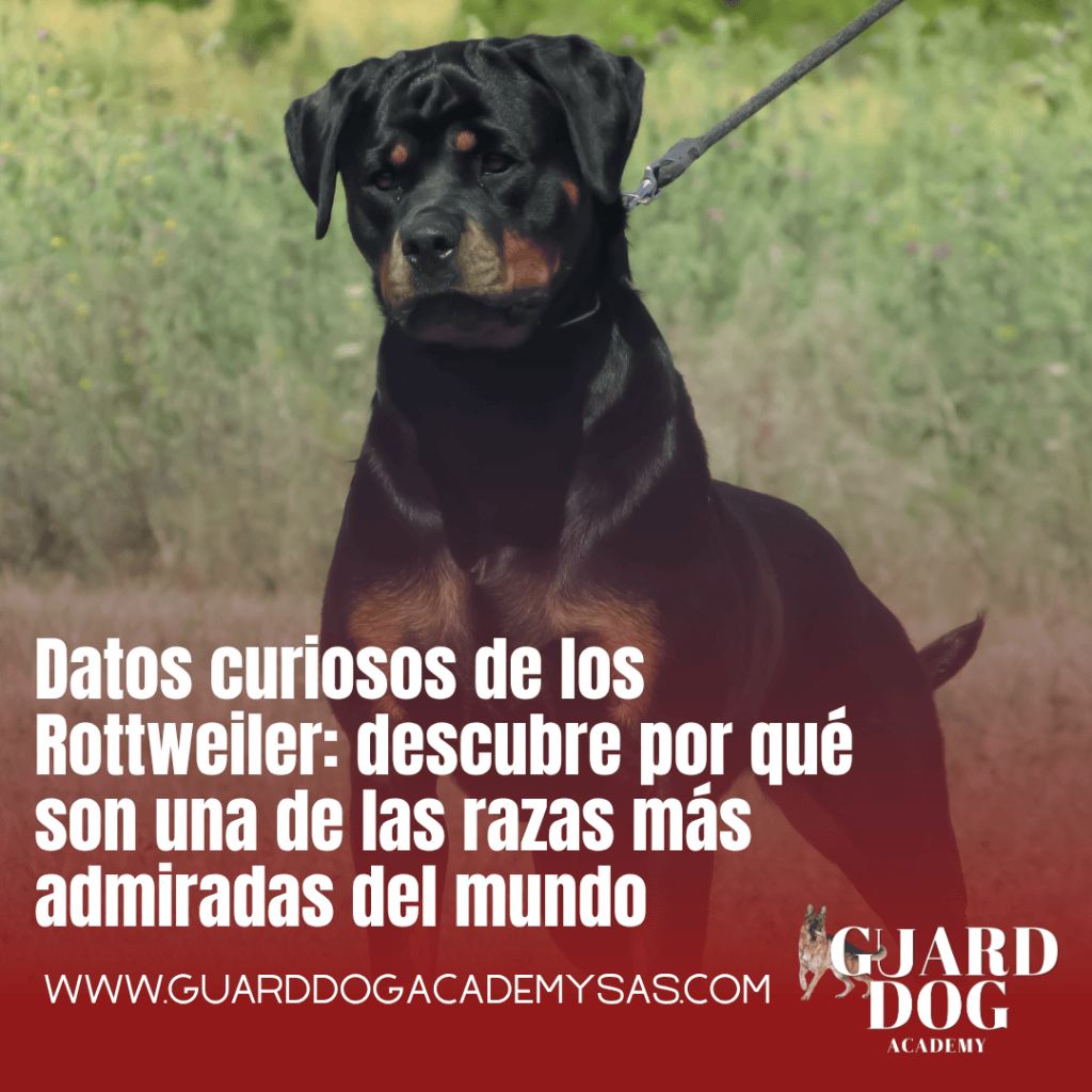 Datos curiosos de los Rottweiler: descubre por qué son una de las razas más admiradas del&nbsp;mundo