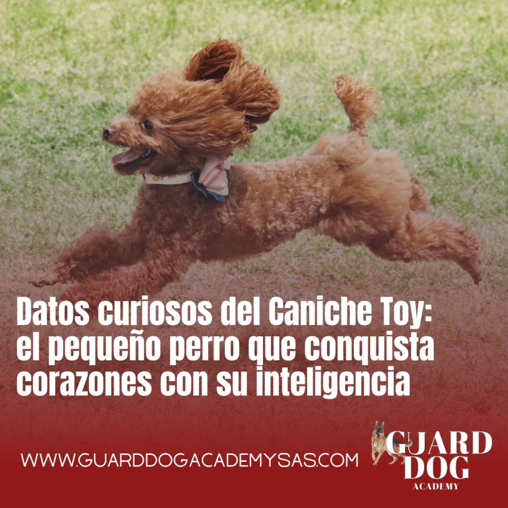 Datos curiosos del Caniche Toy: el pequeño perro que conquista corazones con su&nbsp;inteligencia