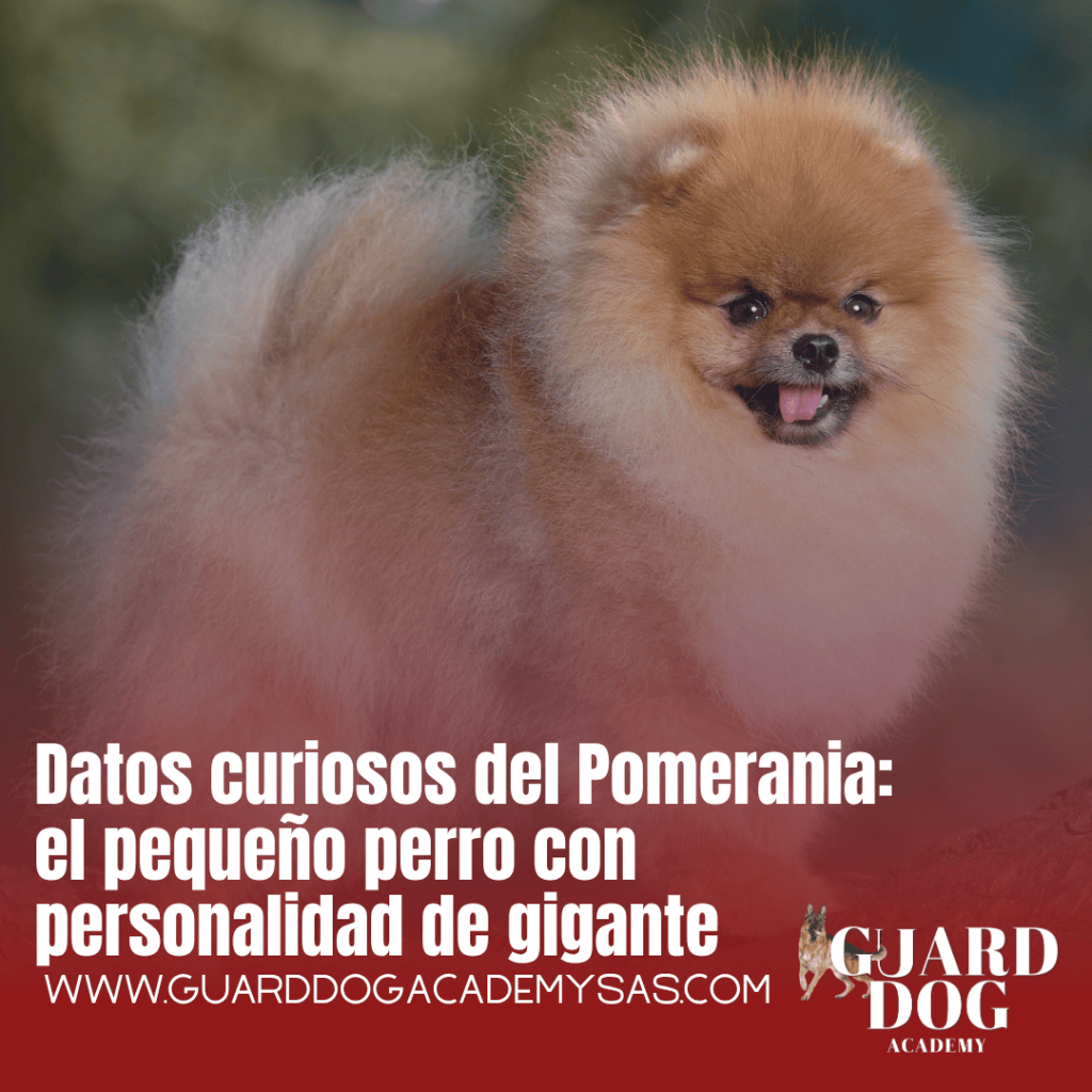 Datos curiosos del Pomerania: el pequeño perro con personalidad de&nbsp;gigante