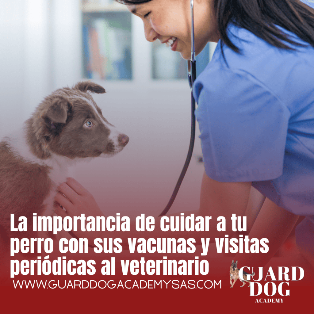 La importancia de cuidar a tu perro con sus vacunas y visitas periódicas al&nbsp;veterinario