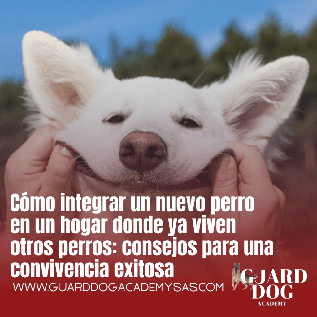 Cómo integrar un nuevo perro en un hogar donde ya viven otros perros: consejos para una convivencia&nbsp;exitosa