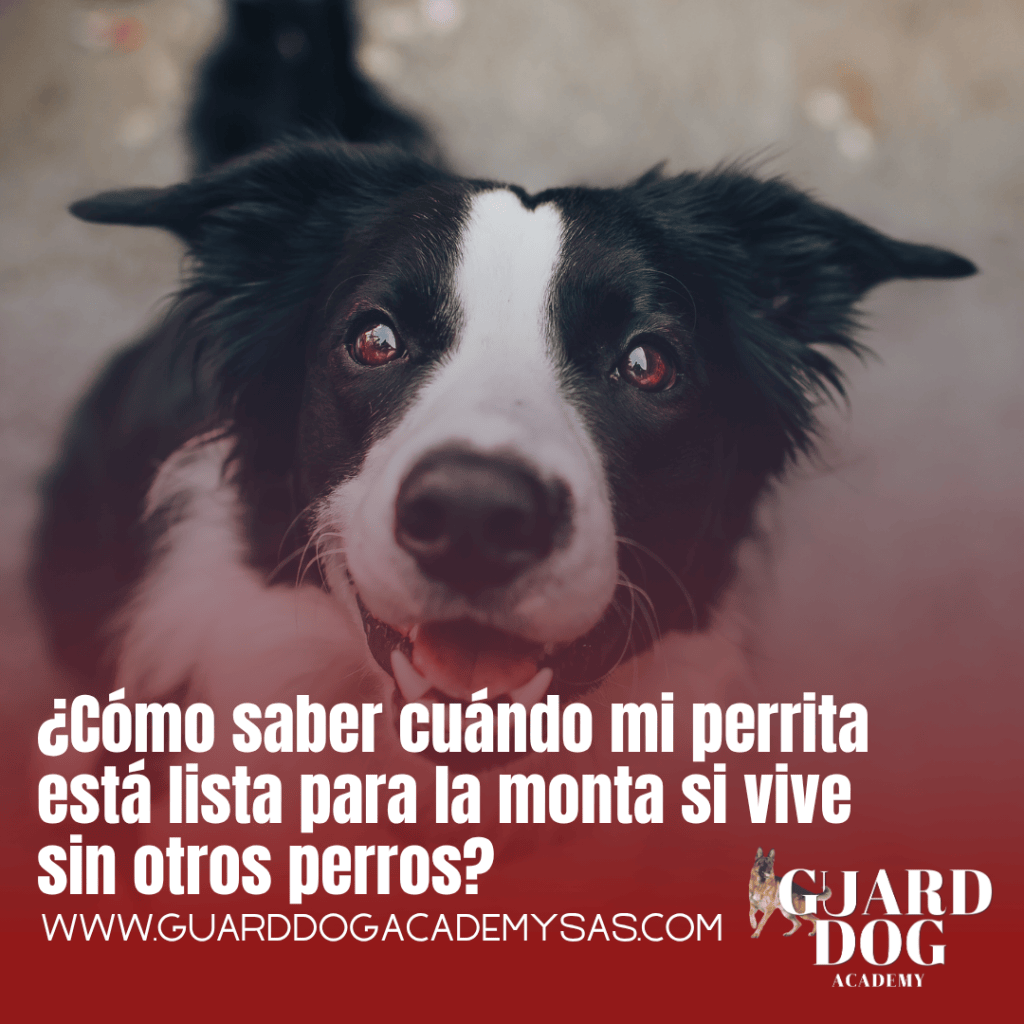 ¿Cómo saber cuándo mi perrita está lista para la monta si vive sin otros&nbsp;perros?