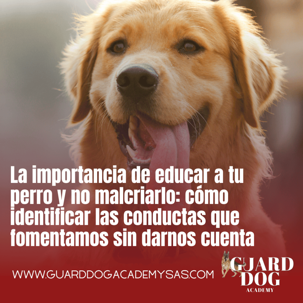 La importancia de educar a tu perro y no malcriarlo: cómo identificar las conductas que fomentamos sin darnos&nbsp;cuenta