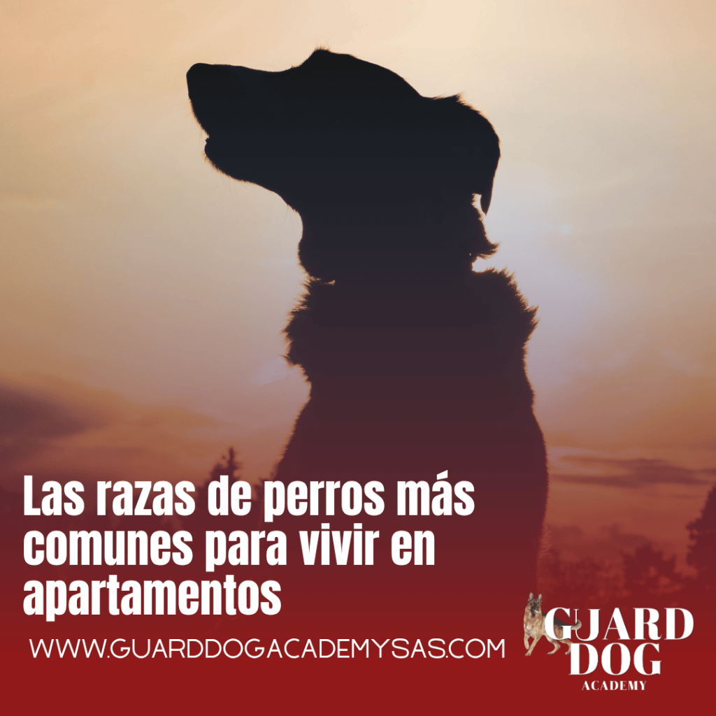 Las razas de perros más comunes para vivir en&nbsp;apartamentos