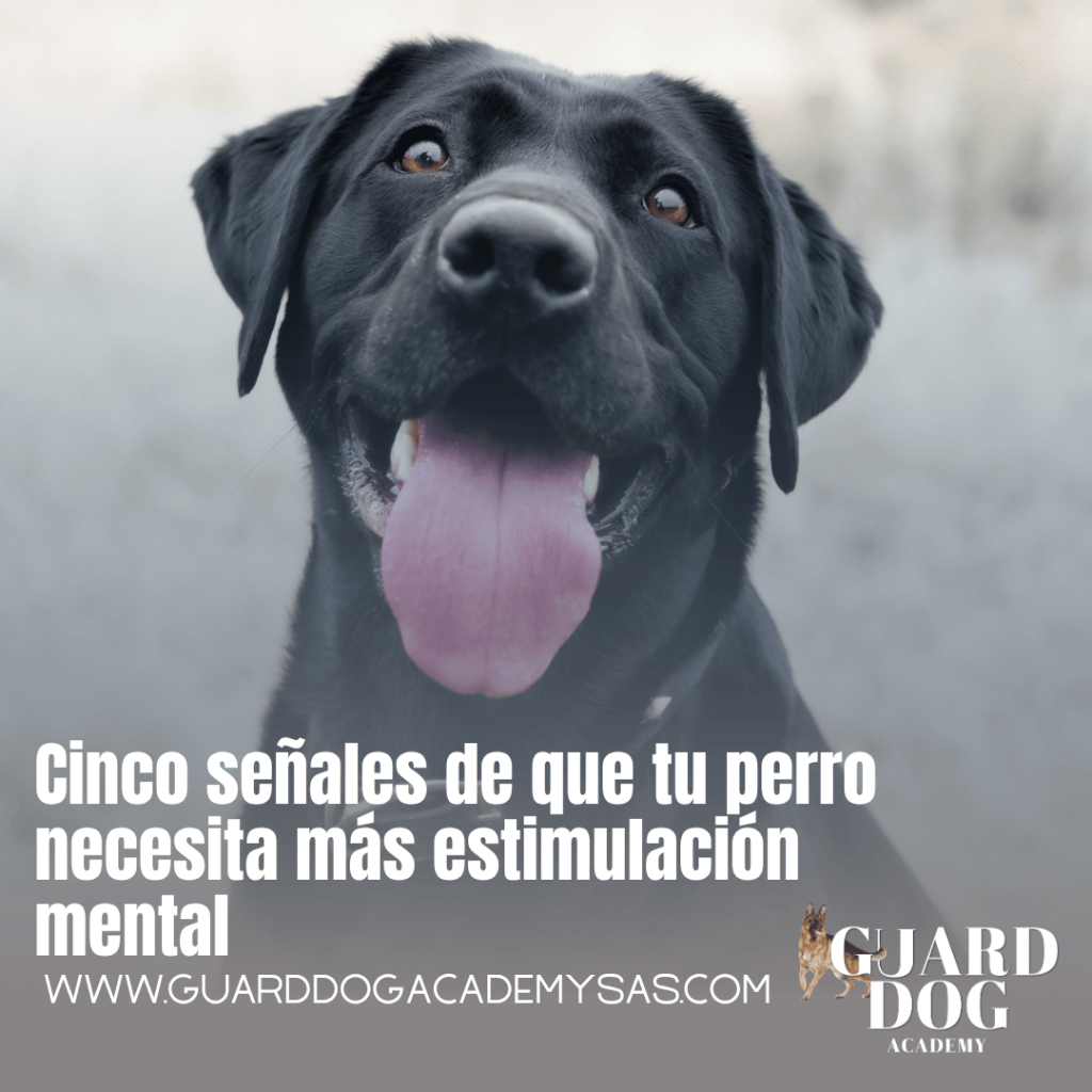 Cinco señales de que tu perro necesita más estimulación&nbsp;mental