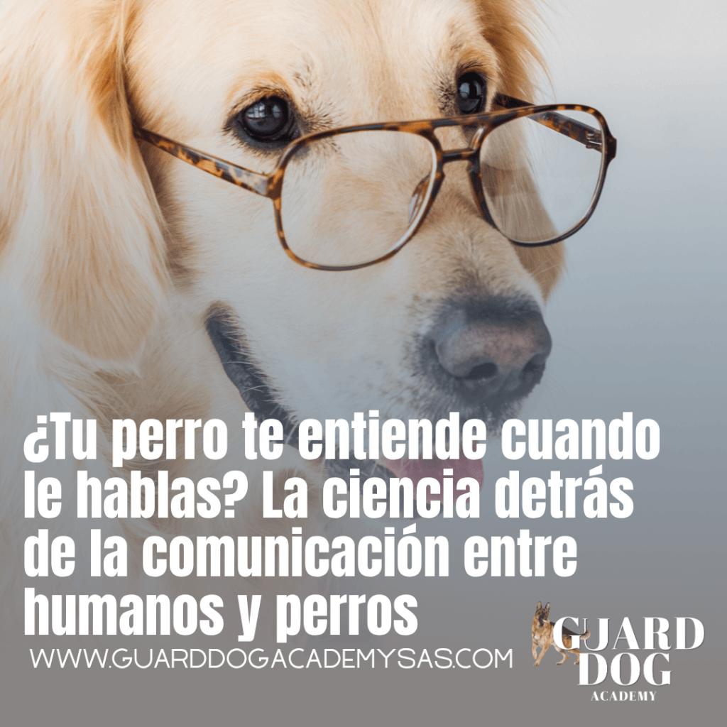 ¿Tu perro te entiende cuando le hablas? La ciencia detrás de la comunicación entre humanos y perros